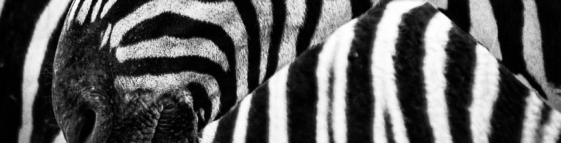 Bonifatius-Schule Marl zebra.jpg